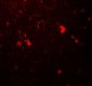ULK3 Antibody (Internal)